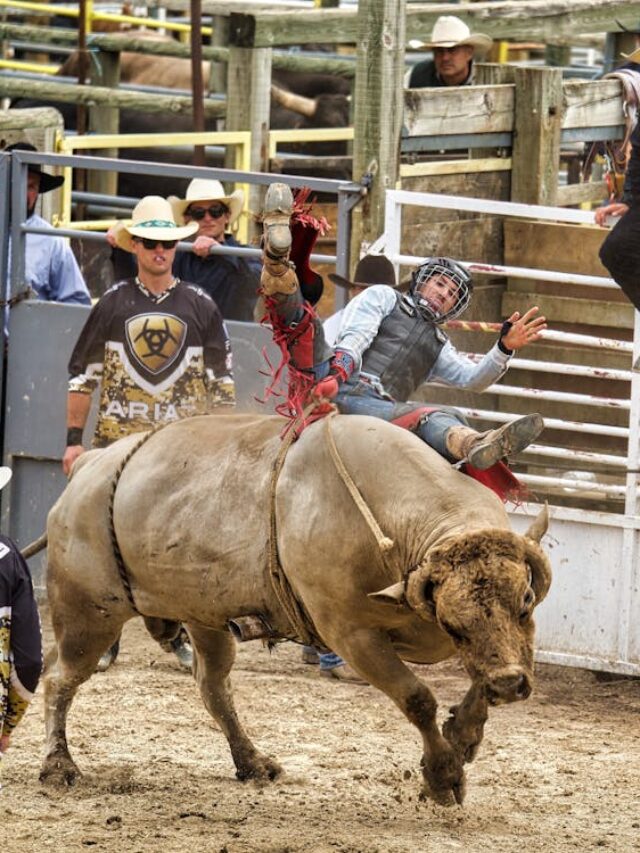 Why Do Bulls Go Crazy in Bull Riding? | Omak Stampede