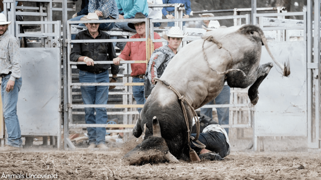 Do Bulls Enjoy Being Ridden?