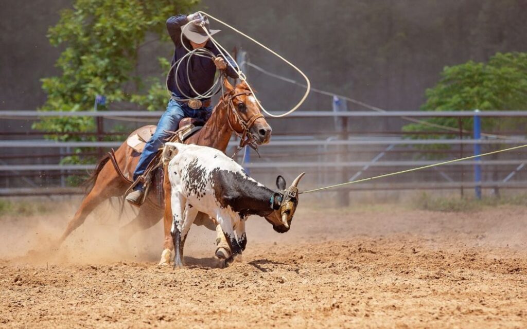 Are Rodeos Okay for Animals?