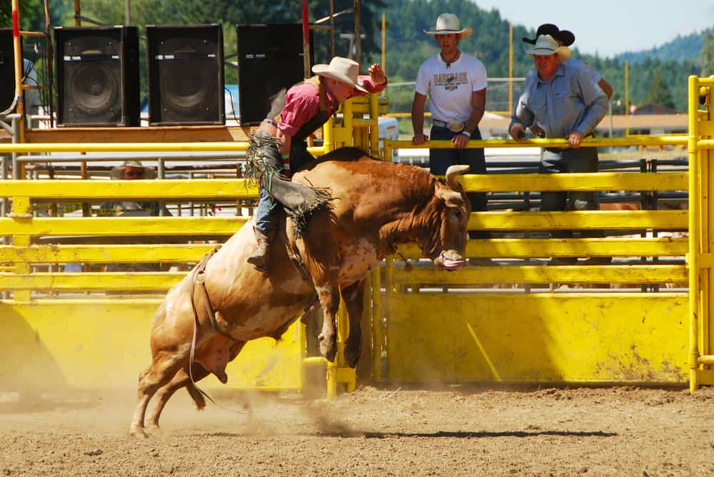 Has Anyone Ride Bodacious For 8 Seconds