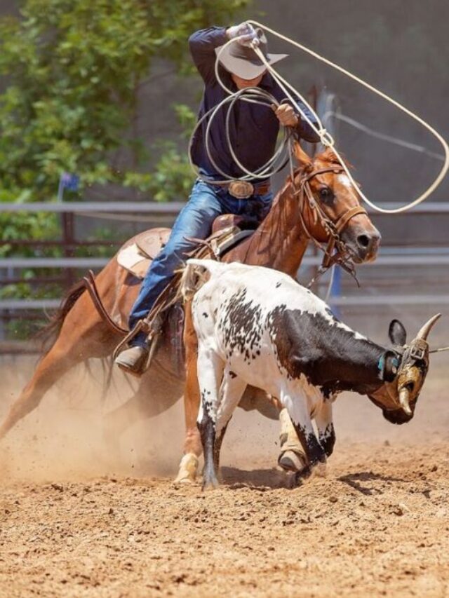 Are Rodeos Okay for Animals?  | Omak Stampede