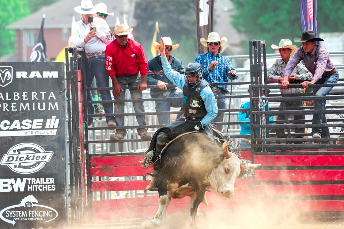 Bull in a rodeo