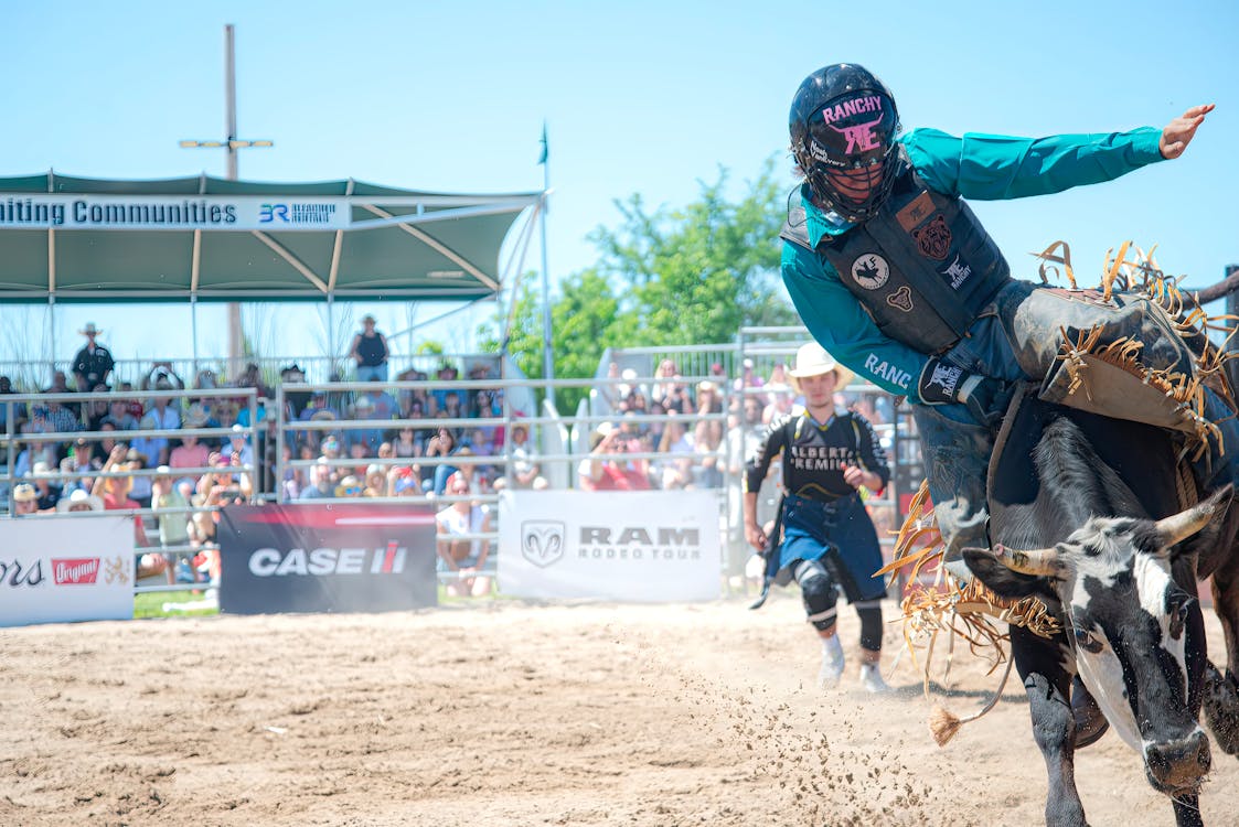 Omak Stampede bull