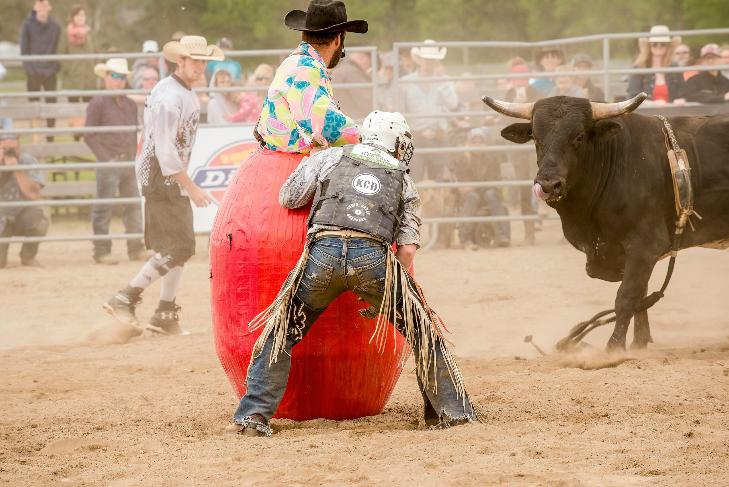 What Is Done to Bulls for Bull Riding?