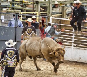 Why Do Bulls Go Crazy in Bull Riding