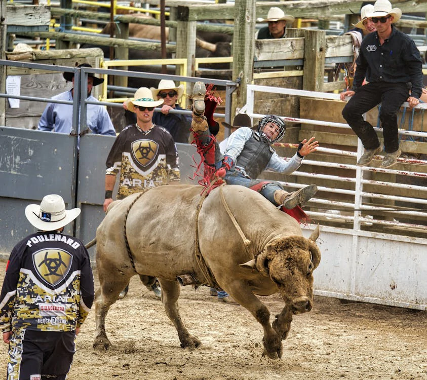 Why Do Bulls Go Crazy in Bull Riding?