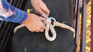 How to Put Flank strap on bull