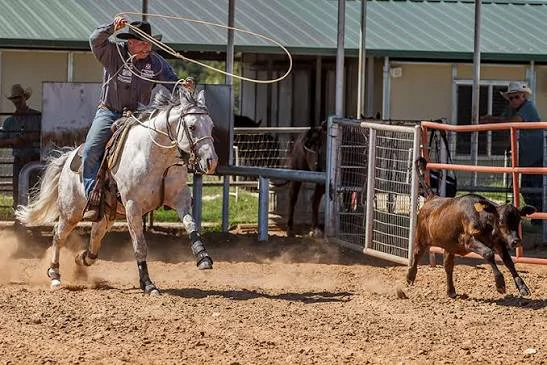 What Are All The Events In A Rodeo? 8 Rodeo Events Explained 7 Tie down roping timed