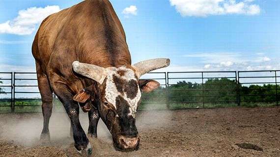 Who Owns Bushwacker?