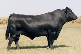 Angus Bull