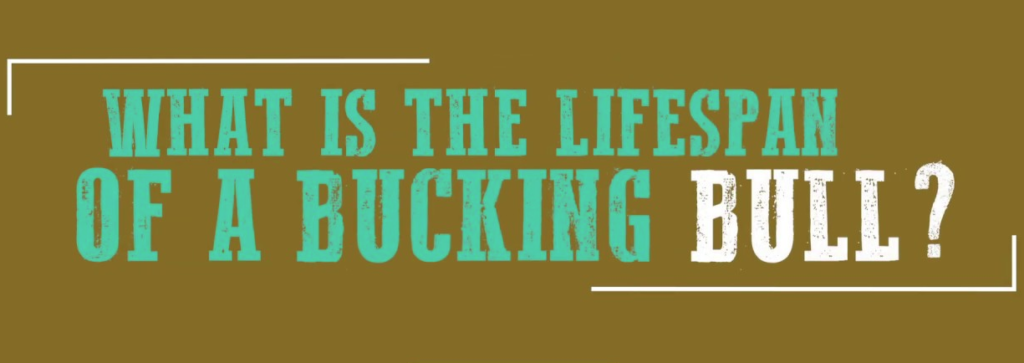 What is the Lifespan of a Bucking Bull