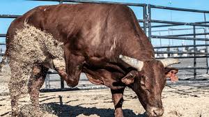 Woopa PBR Bucking Bull